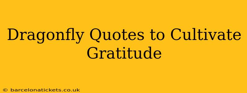 Dragonfly Quotes to Cultivate Gratitude