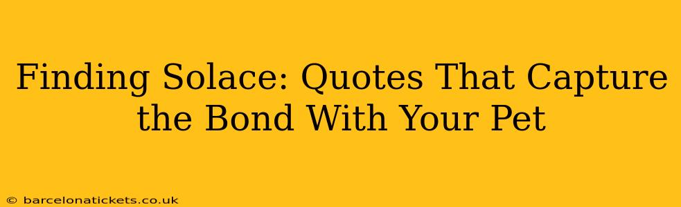 Finding Solace: Quotes That Capture the Bond With Your Pet