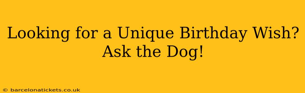 Looking for a Unique Birthday Wish? Ask the Dog!