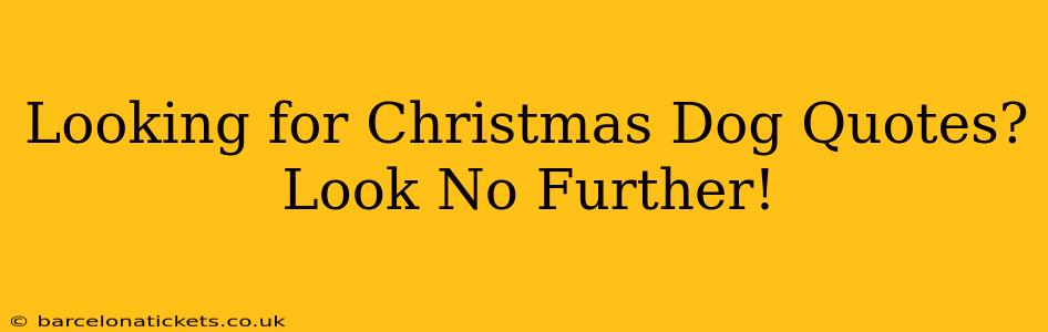 Looking for Christmas Dog Quotes? Look No Further!