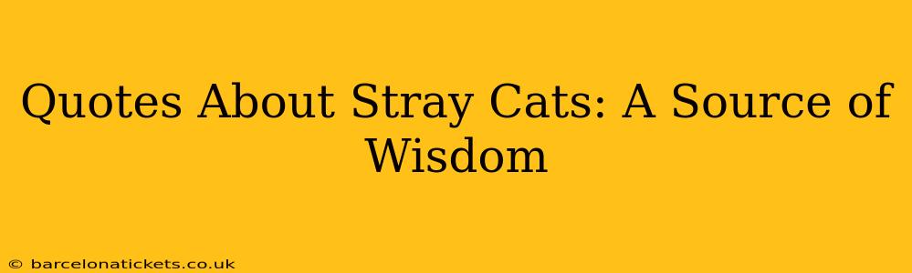 Quotes About Stray Cats: A Source of Wisdom