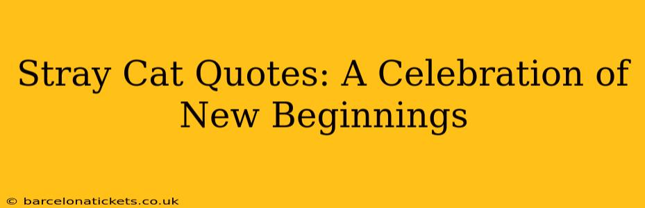 Stray Cat Quotes: A Celebration of New Beginnings