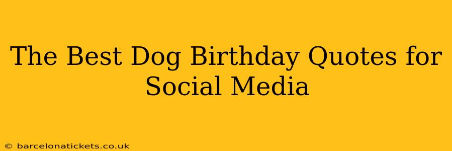 The Best Dog Birthday Quotes for Social Media