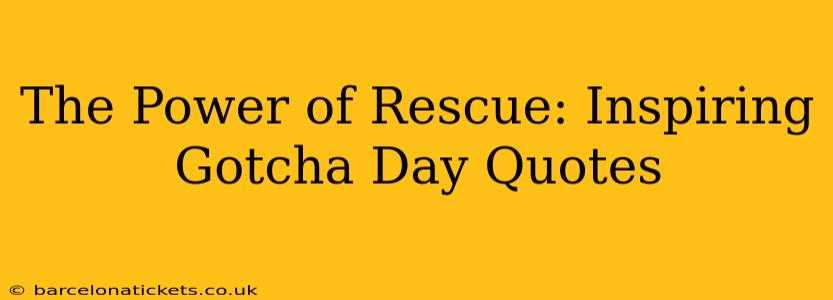 The Power of Rescue: Inspiring Gotcha Day Quotes