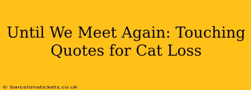 Until We Meet Again: Touching Quotes for Cat Loss